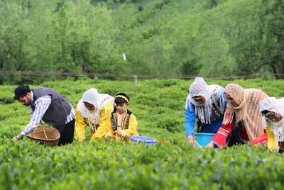  افزایش صادرات چای ایرانی به بازارهای خارجی - اکونیوز