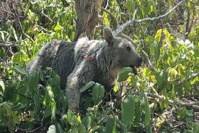 ببینید/ مشاهده یک خرس قهوه‌ای به همراه دو توله‌اش در منطقه حفاظت شده دنا