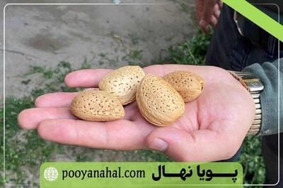 فروش ویژه گران‌ قیمت‌ ترین نهال بادام دنیا؛ نهال بادام پویا