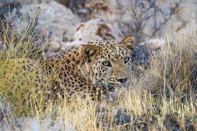 حمله پلنگ به دام‌های اهلی در بخش رودخانه رودان