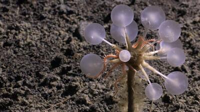  با تازه‌ترین کابوس اعماق دریا آشنا شوید: «گوی مرگ» گوشت‌خوار - گیمفا