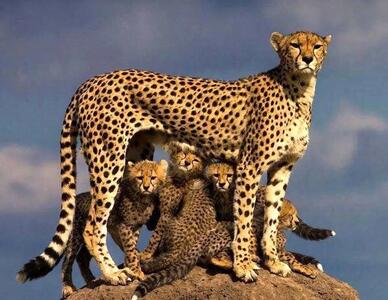  6 قلاده یوزپلنگ آسیایی در پناهگاه حیات‌وحش میاندشت جاجرم مشاهده شد