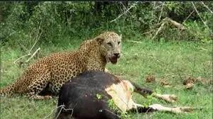  حمله پلنگ به دام‌های روستای دشت‌زاغ آبدان