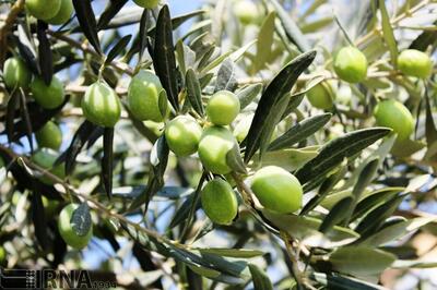 افزون بر ۱۴ هزار تن زیتون از باغ‌های گیلان برداشت شد