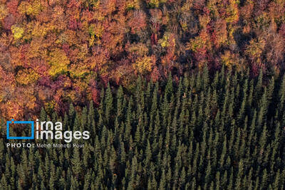  «سُرخدار» را زنده می‌خواهیم