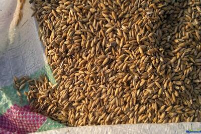 «تریتیکاله» جایگزین نهاده‌های وارداتی/ آیا هورمون‌درمانی مرغ‌ها واقعیت دارد؟ + فیلم