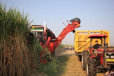 برداشت نیشکر در صومعه سرا آغاز شد