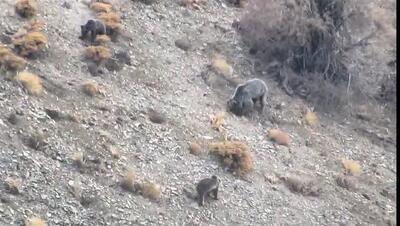 مشاهده خانواده خرس قهوه‌ای در دنا + ویدئو