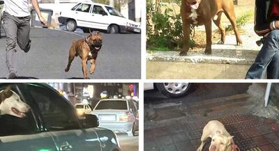 سنگ تمام روزنامه رئیس شورای اطلاع رسانی دولت در دفاع از نگهداری سگ و سگ گردانی کیفیت زندگی را افزایش می‌دهد؛ استرس را کم می‌کند! مجبور به تحرک و پیاده روی می‌شویم! دیگر نمی‌توان این جمعیت زیادی که حیوانات خانگی دارند را نادیده گرفت! | جهان نیوز