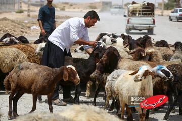  قیمت جدید دام‌زنده ۲۴ آذرماه ۱۴۰۴ اعلام شد/ افزایش قیمت گوسفند و گوساله، عجیب شد + جدول - کلبه سرگرمی
