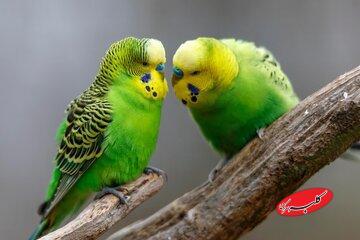  پرنده‌ها چگونه دوست پیدا می‌کنند؟ - کلبه سرگرمی