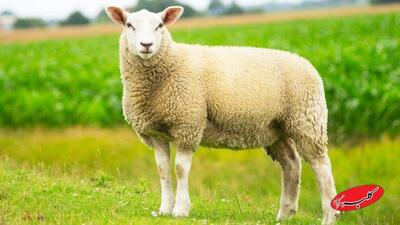  افزایش قیمت گوسفند و گوساله، عجیب شد/قیمت جدید دام‌زنده + جدول - کلبه سرگرمی