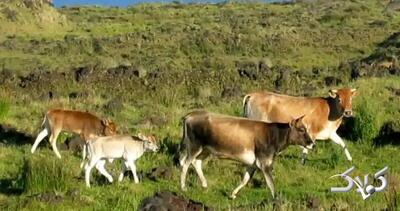 این گاوهای فراموش‌شده‌ ۱۳۰ سال در جزیره متروکه زندگی کردند - مجله اینترنتی کولاک