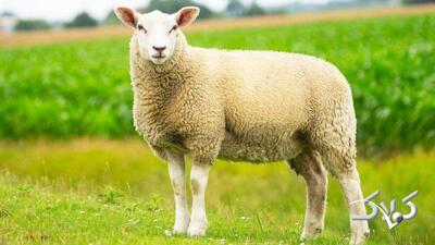 افزایش قیمت گوسفند و گوساله، عجیب شد/قیمت جدید دام‌زنده + جدول - مجله اینترنتی کولاک