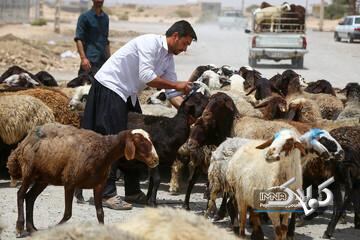 قیمت جدید دام‌زنده ۲۴ آذرماه ۱۴۰۴ اعلام شد/ افزایش قیمت گوسفند و گوساله، عجیب شد + جدول - مجله اینترنتی کولاک