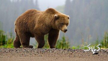مشاهده یک قلاده خرس با دو توله در این استان/ عکس - مجله اینترنتی کولاک