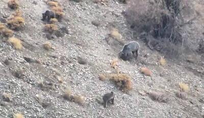 فیلم/ مشاهده خرس قهوه‌ای و دو توله‌اش در منطقه حفاظت شده دنا