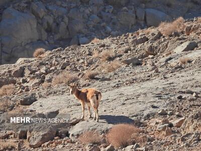 اصفهان سرشماری حیات وحش را با پهپاد در کلاه‌قاضی اجرا کرد