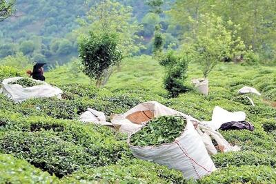 صادرات چای افزایش یافت