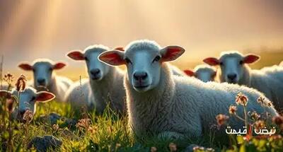 دام زنده امروز با یک قیمت غیرمنتظره عرضه شد | قیمت دام زنده امروز دوشنبه 24 آذر 1404 + جدول قیمت