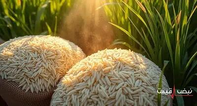 برنج ایرانی امروز گران شد | قیمت برنج ایرانی امروز دوشنبه 24 آذر 1404 + جدول قیمت