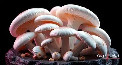 قارچ امروز با یک قیمت باورنکردنی عرضه شد | قیمت قارچ امروز دوشنبه 24 آذر 1404 + جدول قیمت