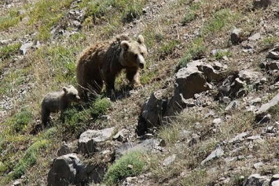 خانواده خرس قهوه‌ای در دنا دیده شد