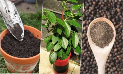  آموزش کاشت فلفل سیاه در گلدان + روش نگهداری