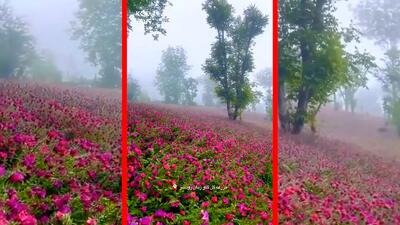  فیلم مناظر خیره کننده دشت گل گاو زبان