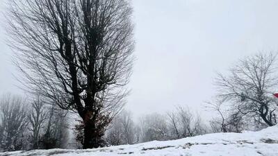 بارندگی برف در این چند استان