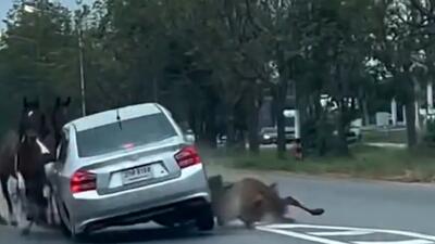  فیلم حادثه دلخراش برخورد ماشین با اسب‌ها