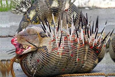  جذابیت حیات وحش؛ جوجه تیغی برا حراست از جونش هرکی تو راهش بوده سوراخ کرده