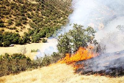 شدت حریق جنگل‌ها از حالت طبیعی خارج شده است