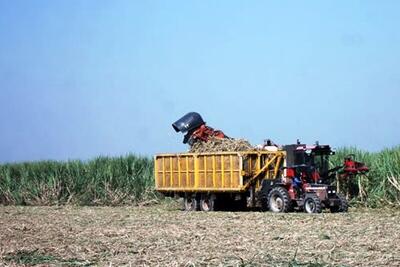  برداشت نیشکر در صومعه سرا آغاز شد