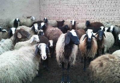 مسموم‌سازی دام‌ها در یکی از روستاهای بخش بندپی مازندران - تسنیم