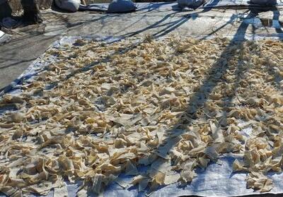 کشف 13 هزار عدد نان خشک‌شده در تویسرکان - تسنیم