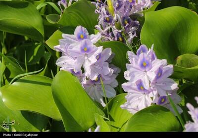تاخت و تاز   شیطان بنفش   در شمال ایران/ بحران زیست‌محیطی تمام‌عیار   سنبل آبی   در تالاب‌ها - تسنیم