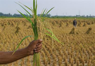 سازمان جهاد کشاورزی آذربایجان شرقی متهم اصلی اتلاف آب و تولید کم‌ارزش - تسنیم