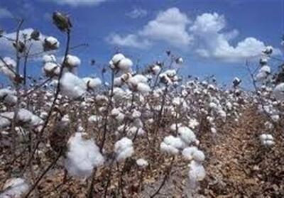 احیای زنجیره « پنبه» از کاشت تا پوشاک/رویای بازگشت به دوران رونق طلای سفید - تسنیم