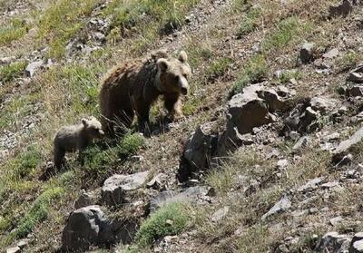 ثبت تصاویر ارزشمند از خرس قهوه‌ای مادر و دو توله‌اش در دنا فیلم - تسنیم