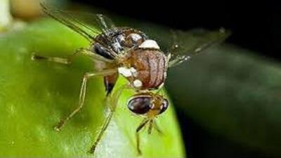  نبرد با مگس میوه مدیترانه‌ای در جویبار