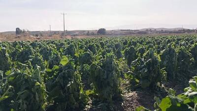  مزارع احمدآباد تا مهرنجان کازرون در گل و لای