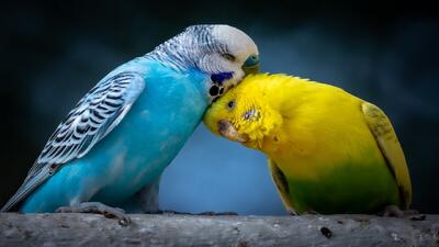  پرنده‌ها چگونه دوست پیدا می‌کنند؟
