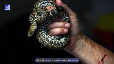  مارهای ترسناکی که مثل گرگ‌ شکار می‌کنند