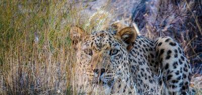 حمله پلنگ به دام‌های روستای دشت‌زاغ هرمزگان