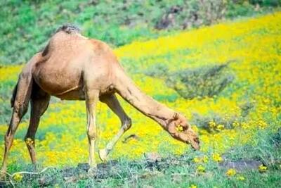  چرای شترها زیر باران و در طبیعت سرسبز مکه