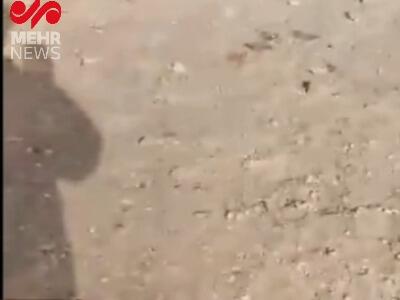 جزئیات تکان دهنده پرونده کشف ۳ تن گوشت الاغ در تهران