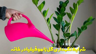  روش آبیاری و شرایط نگهداری گل زاموفیلیا در خانه + فواید زاموفیلیا در فنگ شویی