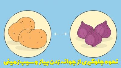  نحوه جلوگیری از جوانه زدن پیاز و سیب زمینی + نکات نگهداری + ترفند ها