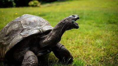  پیرترین جانور روی خشکی ۱۹۳ ساله شد